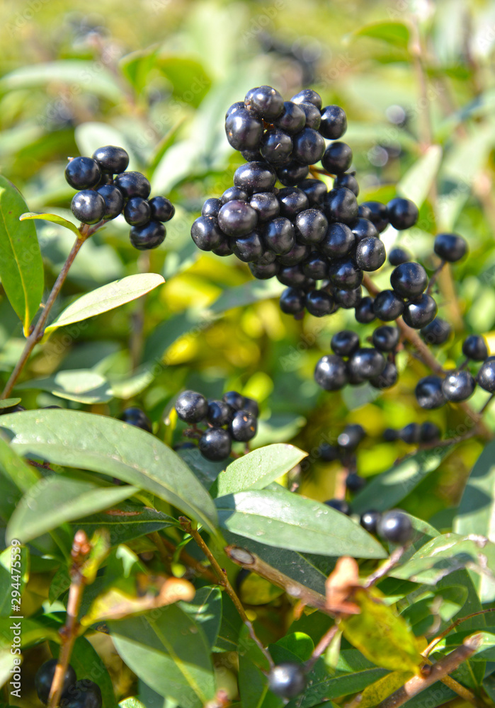 The fruits of the common Privet (Ligustrum vulgare L.) The fruits of the common Privet (Ligustrum vulgare L.)