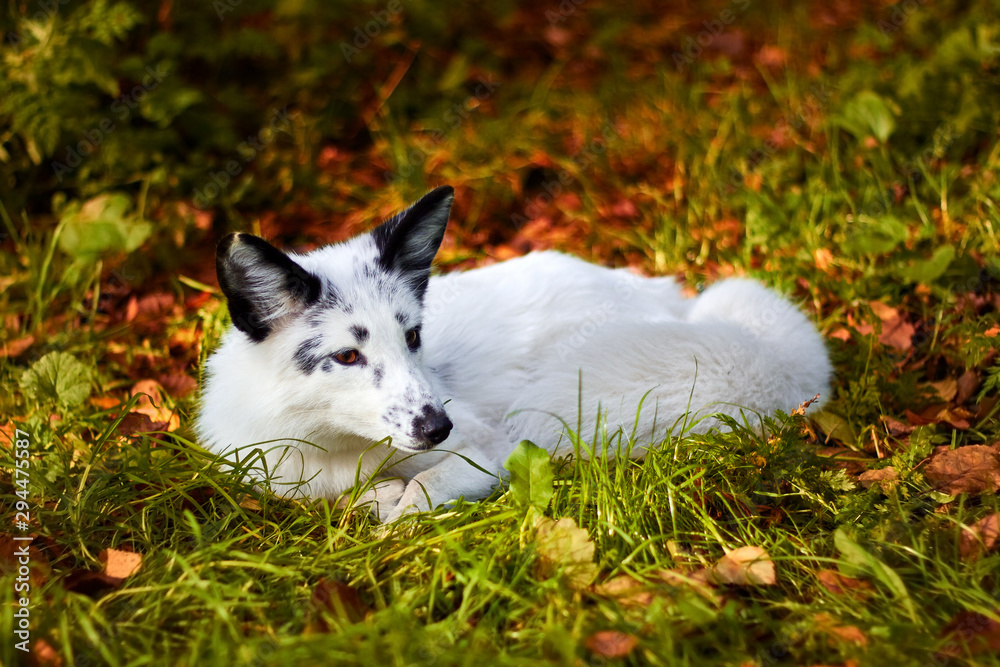 Sleepy fox of a white color in the autumn forest