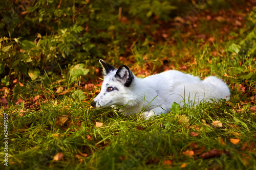 White fox to hunt. The fox in the autumn fox.