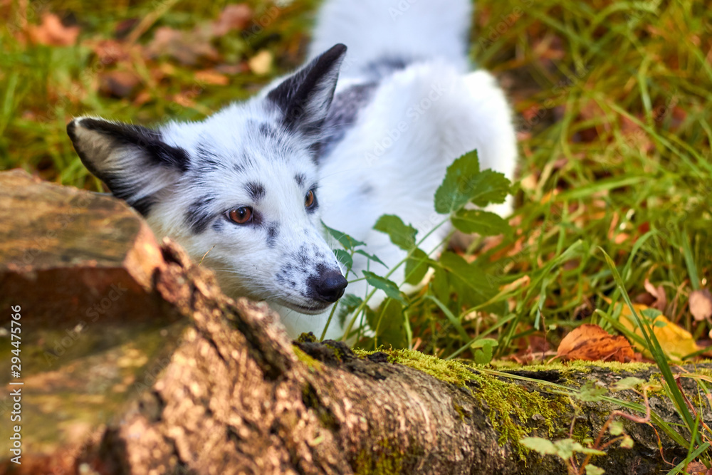 Fototapeta premium The little fox pricked up its ears. Animal in the autumn forest.