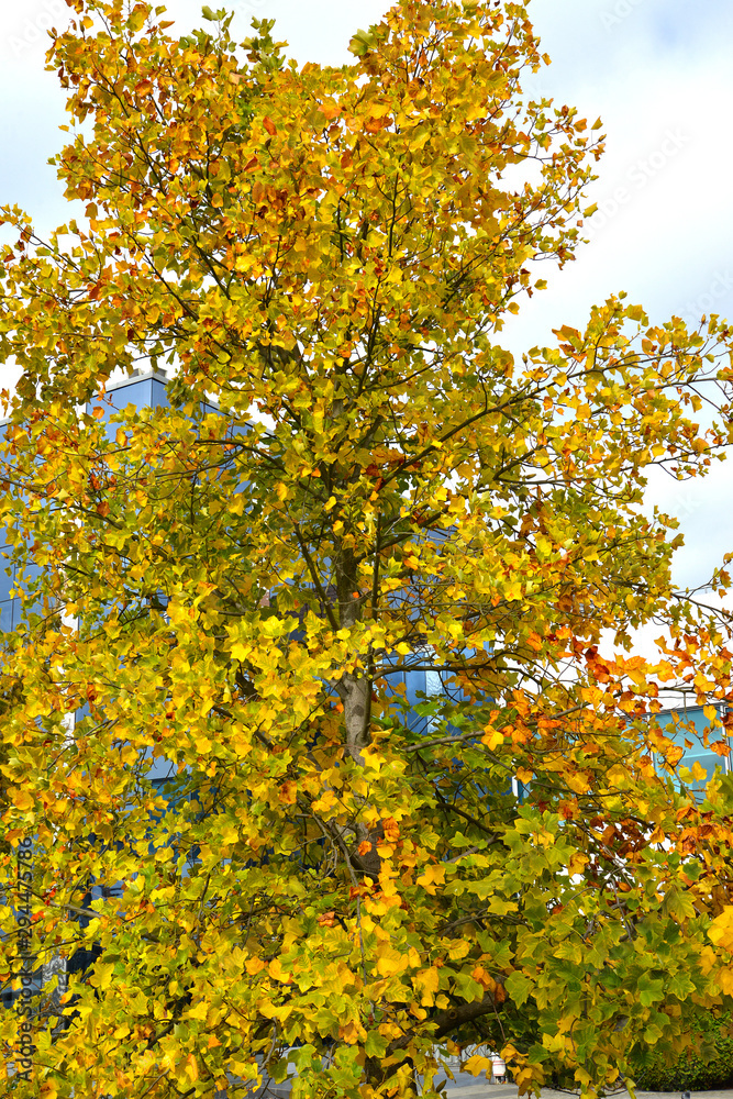 Liriodendron Tulip (Tulip tree) (Liriodendron tulipifera L.) on an autumn day Liriodendron Tulip (Tulip tree) (Liriodendron tulipifera L.) on an autumn day