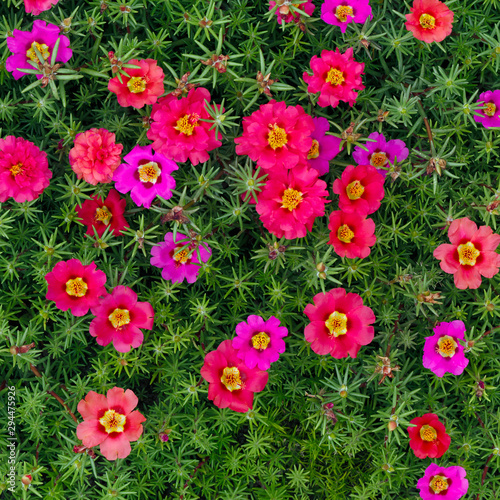 Portulaca oleracea flowers photographed close-up. Ornamental vegetation in the garden.