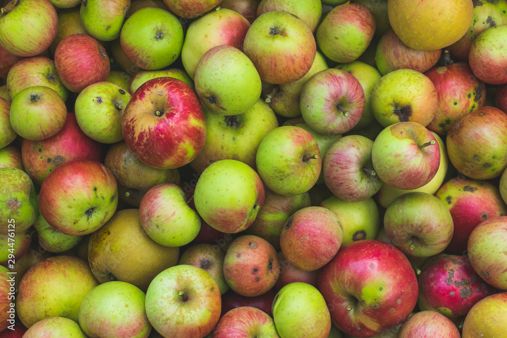 Freshly picked apples . Full frame photography. Freshly picked apples . Full frame photography.