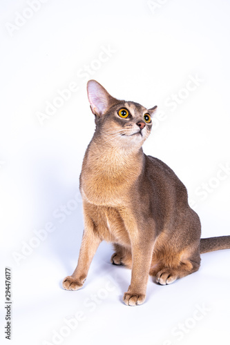Young blue abyssinian cat isolated on white background