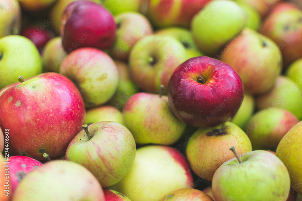 Selective focus and full frame photo of colorful apples freshly picked from orchard Selective focus and full frame photo of colorful apples freshly picked from orchard