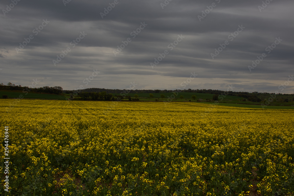 Field of yellow flowers with a cloudy sky