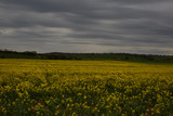 Field of yellow flowers with a cloudy sky