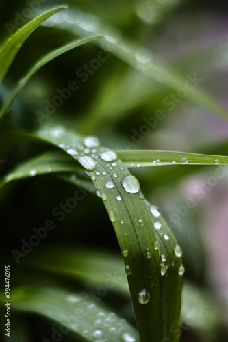 Elongated green leaf with raindrops