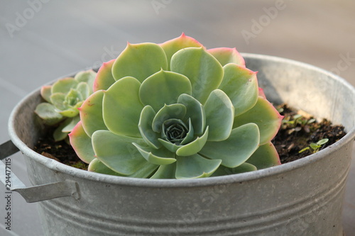 a beautiful green succulent closeup in a sinc pot photo