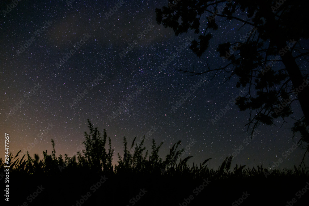 Fototapeta premium Night sky with stars in the forest.