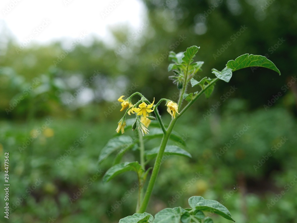 Photo of a top branch of a tomato plant with yellow flowers on it. Growing tomatoes concept. Photo of a top branch of a tomato plant with yellow flowers on it. Growing tomatoes concept.