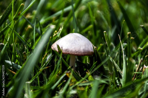 A mushroom end a caterpillar in their environment
