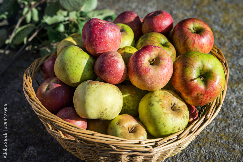 Basket full of red juicy apples scattered in autumn garden Basket full of red juicy apples scattered in autumn garden