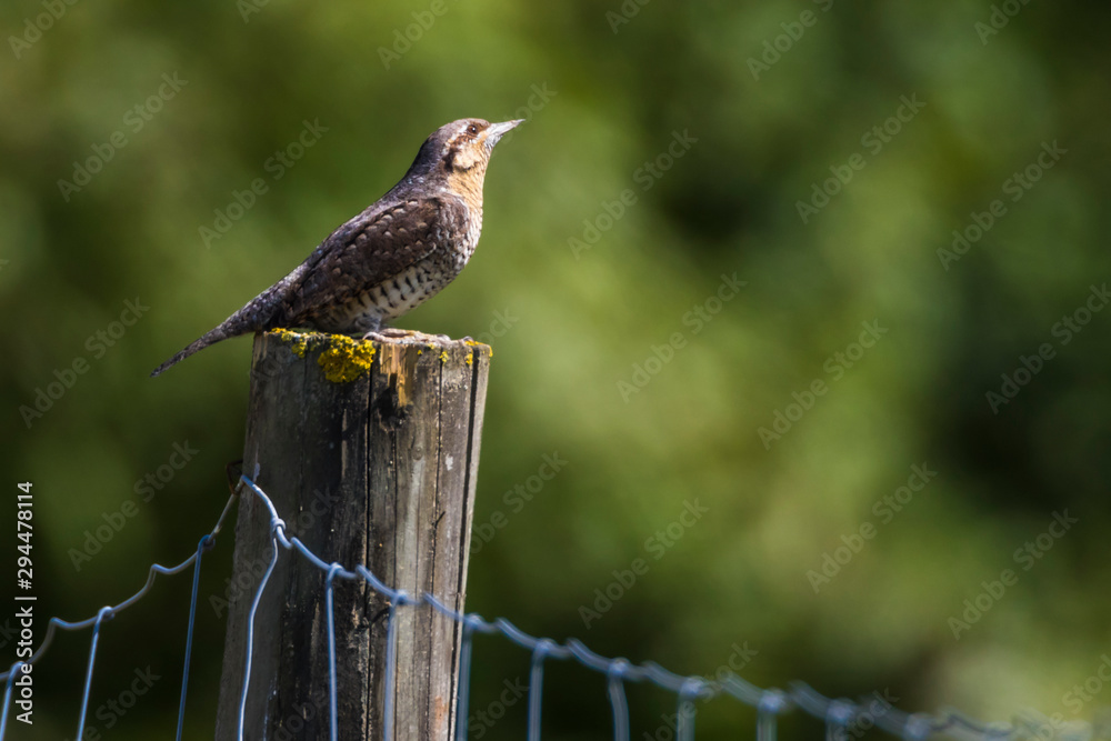 Eurasian wryneck (Jynx torquilla)