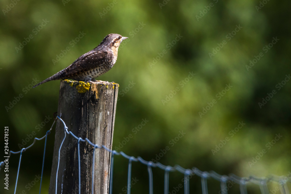 Eurasian wryneck (Jynx torquilla)