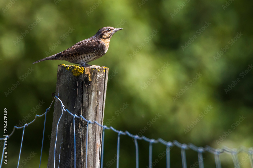 Eurasian wryneck (Jynx torquilla)