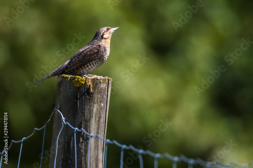 Obraz na płótnie Eurasian wryneck (Jynx torquilla) w salonie