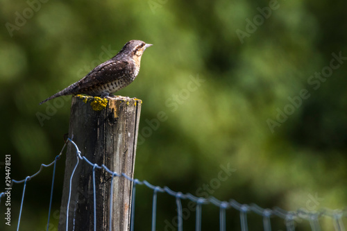 Obraz na płótnie Eurasian wryneck (Jynx torquilla) w salonie