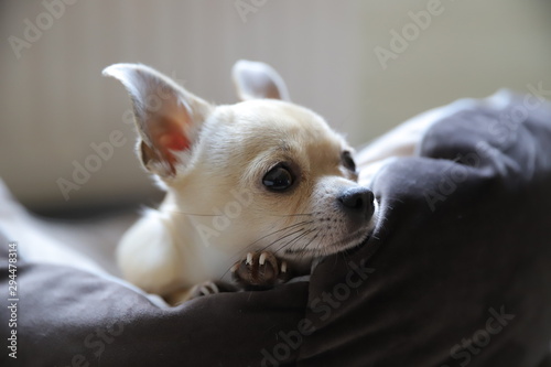 Mini beige chihuahua dog   closeup portrait puppy