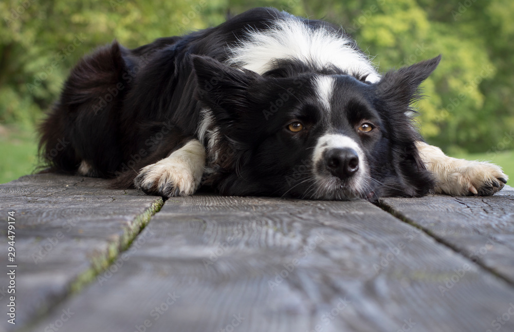 Close up portrait of a cute and funny border collie puppy lying on the wooden table Close up portrait of a cute and funny border collie puppy lying on the wooden table