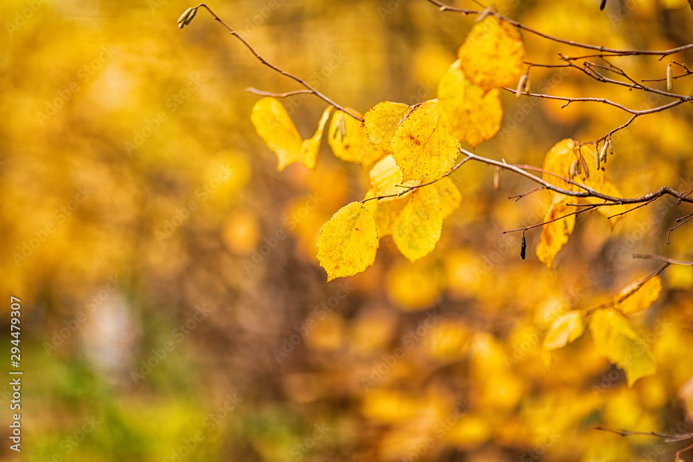 yellow hazel leaves taken in October leaf fall yellow hazel leaves taken in October leaf fall