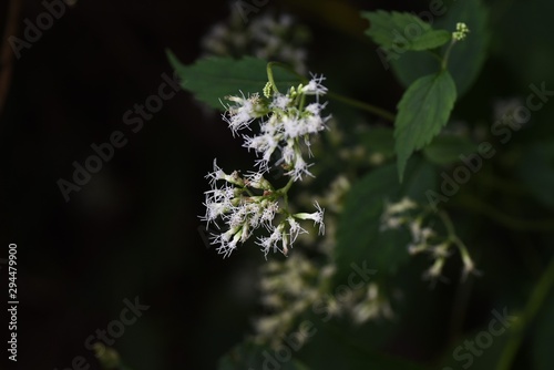 Eupatorium makinoi (Boneset) flowers / Eupatorium makinoi (Boneset) grows on a sunny meadow and blooms white tubular flowers in the fall. photo