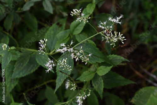 Eupatorium makinoi (Boneset) flowers / Eupatorium makinoi (Boneset) grows on a sunny meadow and blooms white tubular flowers in the fall. photo