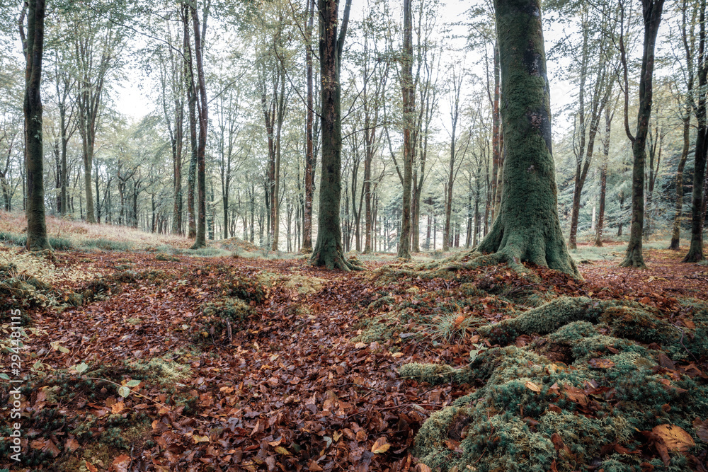 idless woods in cornwall england uk near truro idless woods in cornwall england uk near truro