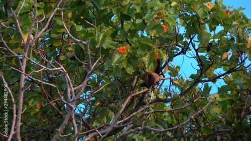 Indian flying fox (Pteropus medius) on a tree, Maldives. 4K stock video footage photo