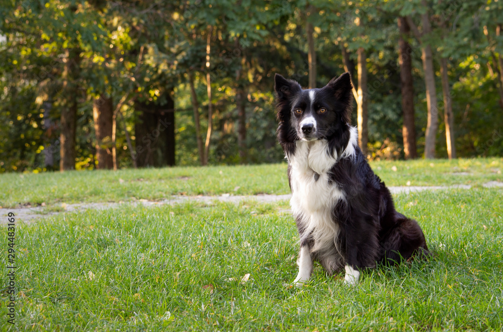 Portrait of a beautiful look of a border collie puppy