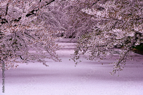 弘前城の満開の桜と一面に浮かぶ花びら