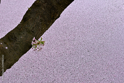落花した花びらと桜の幹、桜の造形
