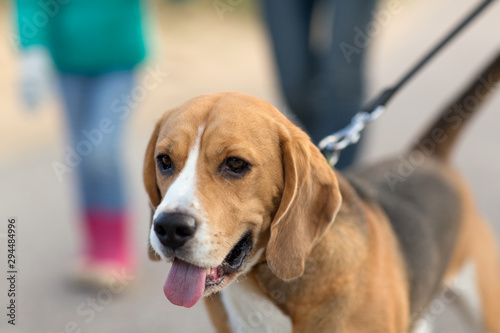 pets and animals concept - close up of beagle dog on leash walking outdoors