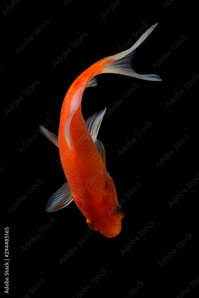 Fototapeta premium Koi fish is domesticated version of common carp. This fish is most famous by its beautiful colors that have been created via selective breeding