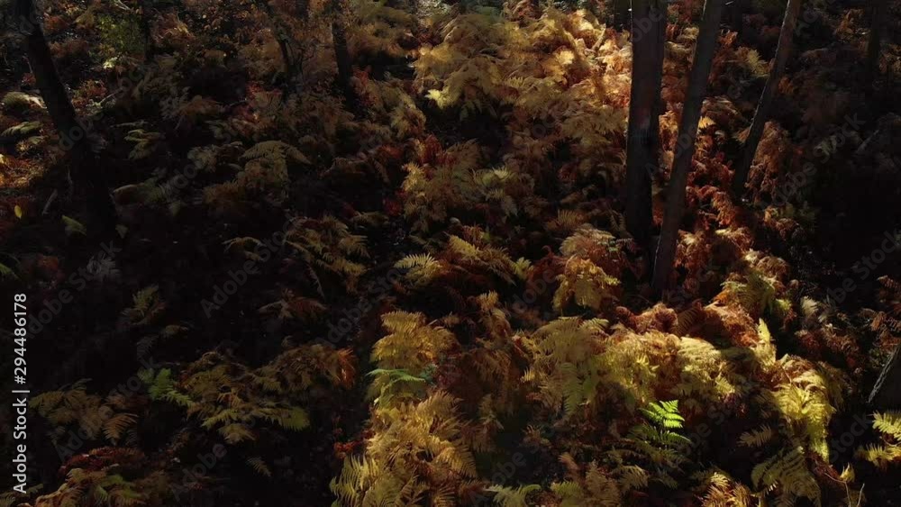 Aerial: Papping shot of a drone flying through a forest in autumn on a sunny day Aerial: Papping shot of a drone flying through a forest in autumn on a sunny day
