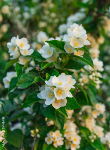 Jasmine flower and green leaves