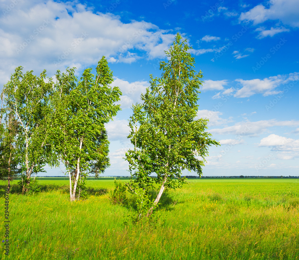 Fototapeta premium trees in the middle of the green field