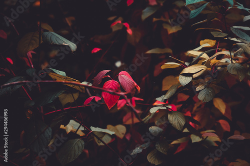 Herbstblätter