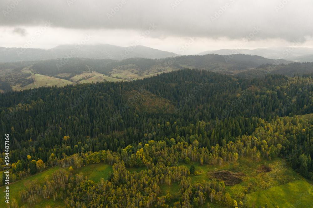 Naklejka premium Aerial drone view of the forest, Deforestation. Ecological disaster. Forest destruction
