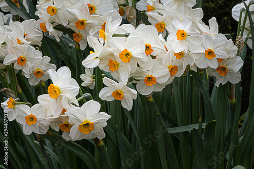 Photography white and orange single naricissus variety of jonquil gowing