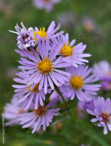 bee on flower