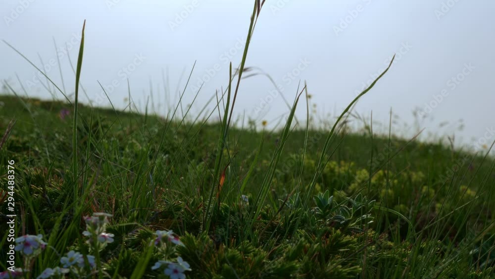 Beautiful natural landscape. Low-growing flowers and grass sway in the wind in a meadow in the mountains. Beautiful natural landscape. Low-growing flowers and grass sway in the wind in a meadow in the mountains.
