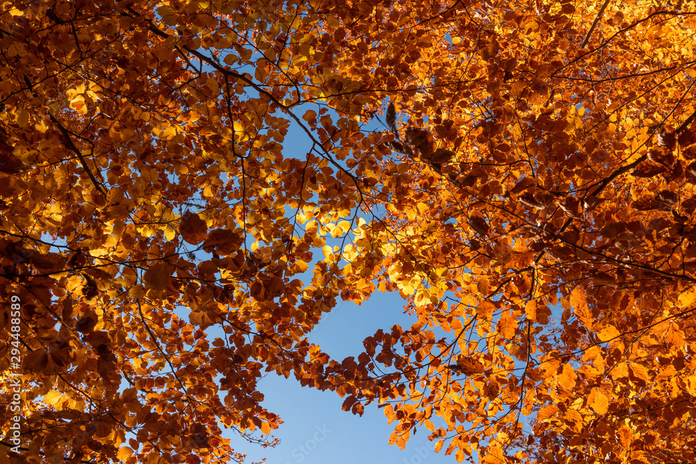 Autumn leaves with blue sky background
