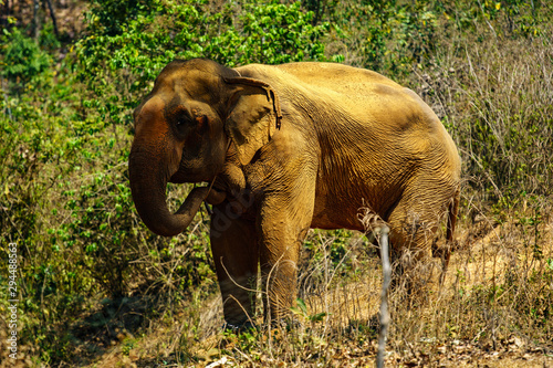 Elefantenbulle in der Wildniss