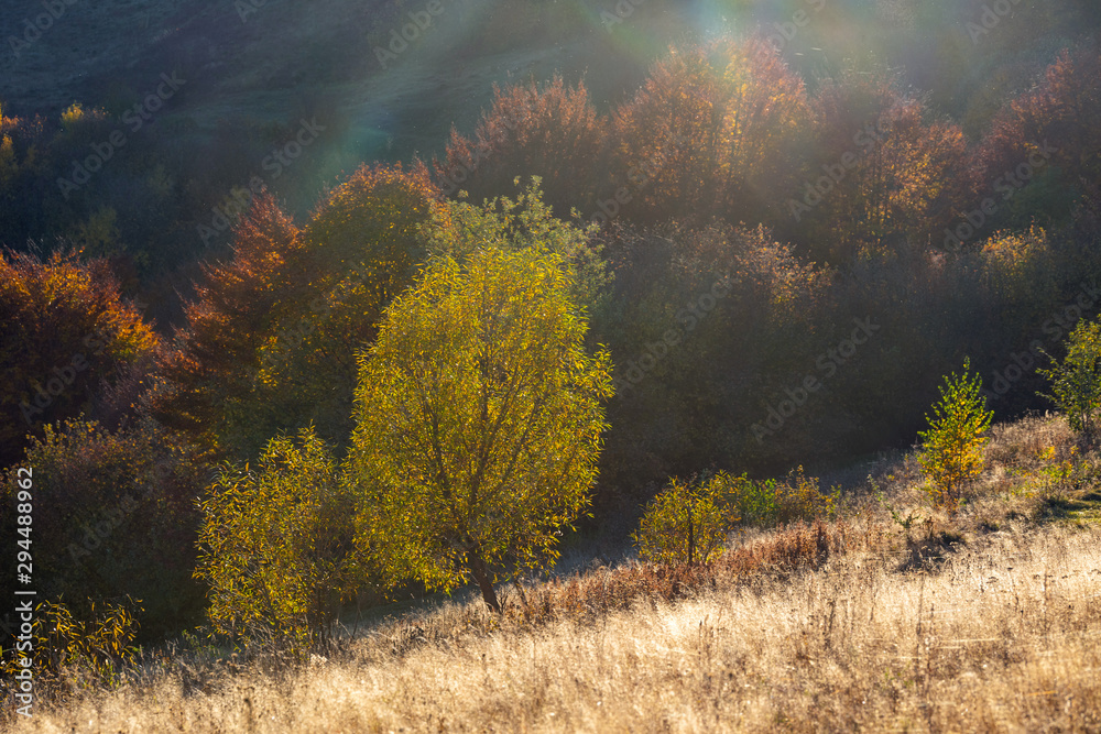 Fototapeta premium Beautiful landscape with magic autumn trees and fallen leaves