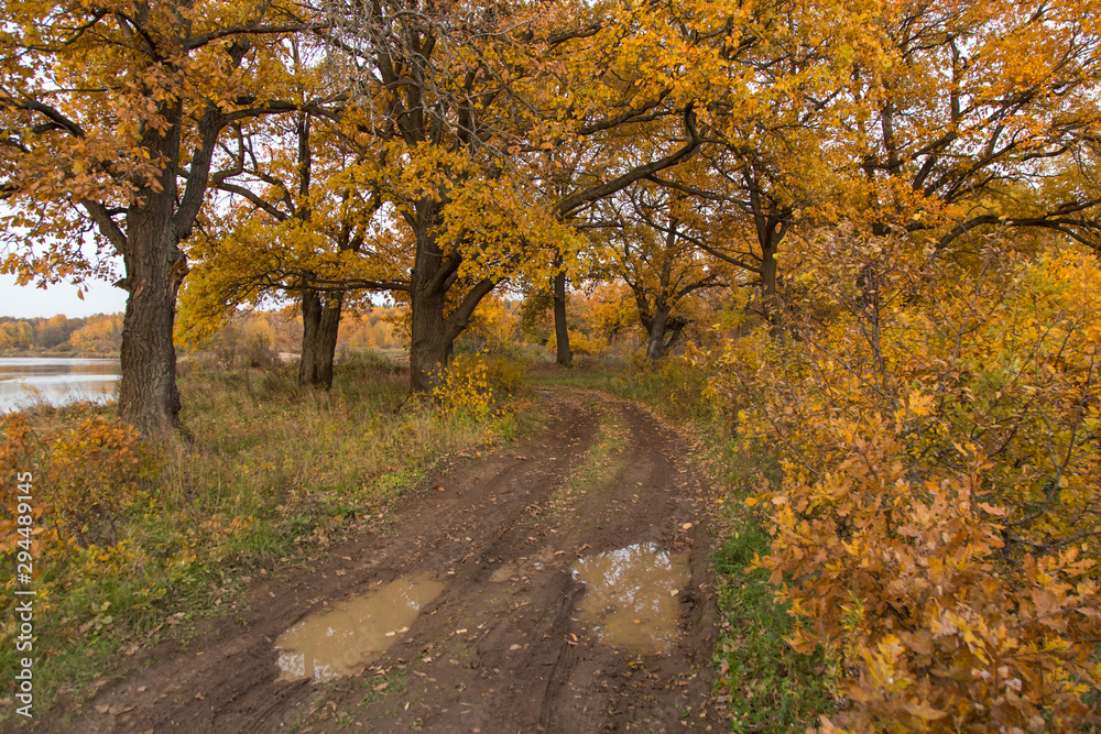 Fototapeta premium Autumn landscape with fall yellow golden oak trees and road