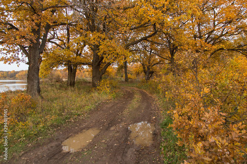 Fototapeta Naklejka Na Ścianę i Meble -  Autumn landscape with fall yellow golden oak trees and road