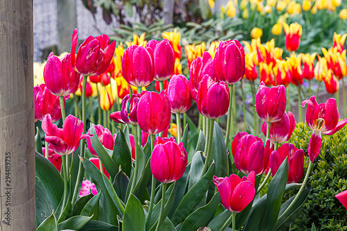 pink tulips with orange and yellow tulips in distance in garden