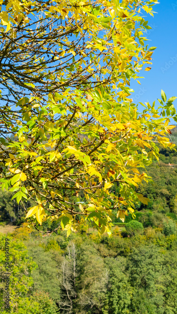 A tree branch with autumn yellow-green foliage against a hillside with a forest A tree branch with autumn yellow-green foliage against a hillside with a forest