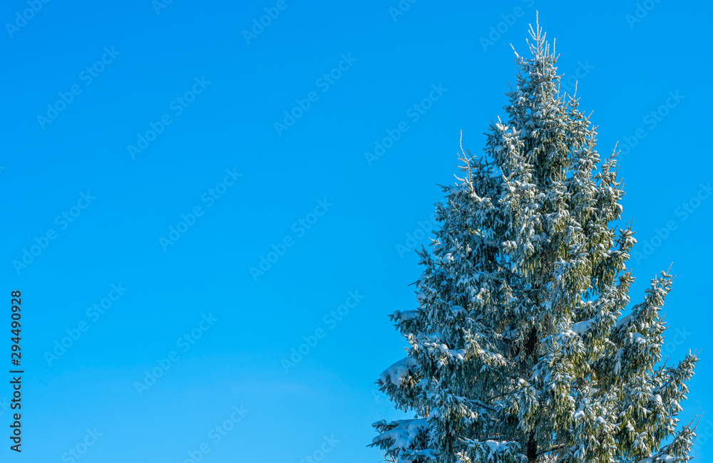 Postcard, a huge fluffy spruce covered with snow on a solid background of blue sky Postcard, a huge fluffy spruce covered with snow on a solid background of blue sky